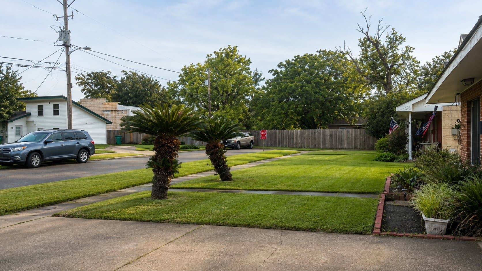 A residential front lawn with palm trees and defined sidewalk edges
